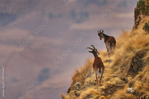 Walia ibex, Capra walie, rare endemic mountain animal in the nature habitat, Siminen Mountains NP, Ethiopia in Africa. Ibex are members of the goat famil