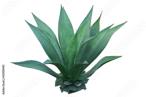 Agave plant isolated on white background. clipping path. Agave plant tropical drought tolerance has sharp thorns.