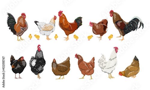 A set of domestic hens, roosters and chickens of different colors and breeds. Realistic domestic vector birds Gallus gallus domesticus.