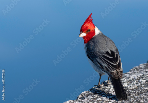 Cardenal copete rojo (Paroaria coronata)