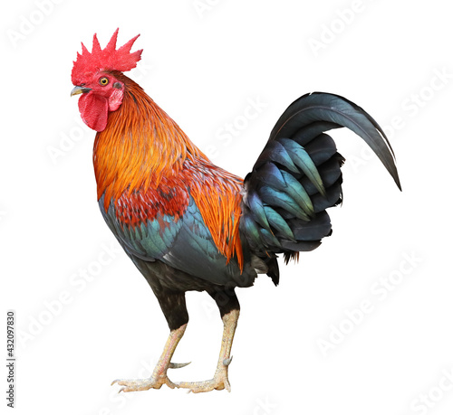 Back of colorful free range male rooster isolated on white background