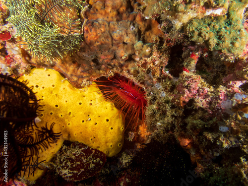 Electric Fileclam (Ctenoides ales) also known as Disco Clam, Disco Scallop, Electric Clam tucked into reef near Anilao, Mabini, Philippines. Underwater photography and travel.