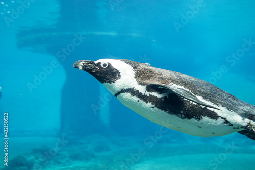 Penguin on a blue background of water in a close-up