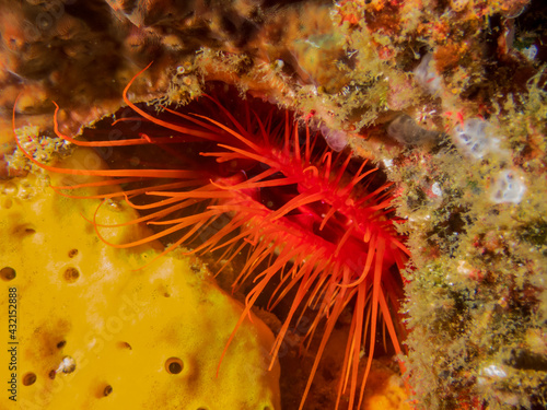 Electric Fileclam (Ctenoides ales) also known as Disco Clam, Disco Scallop, Electric Clam tucked into reef near Anilao, Mabini, Philippines. Underwater photography and travel.