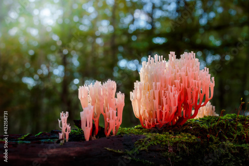 Coral mushroom on a tree stump overgrown with moss in the forest