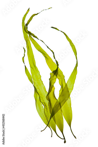 Seaweed kelp or laminaria seedling isolated on white background. 
