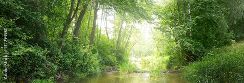 River in a green summer forest. Germany. Natural habitat for American spiny-cheek high crayfish Orconectes Limosus. Nature, wildlife, zoology, biology, ecosystems, environmental conservation