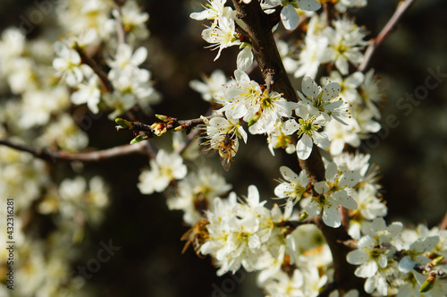 Selective focus shot of a bee collecting pollen from a blooming blackthorn