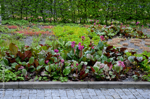 Bergenia rotblum is a deep pink flowering bergenia variety with almost round leaves. They are dark olive green with a burgundy touch in season and bronze red to burgundy from autumn to spring. 