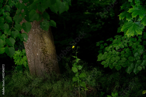 Las ujęcie rośliny z żółtym kwiatem rosnącej w cieniu drzew