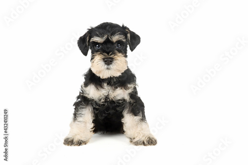 miniature schnauzer puppy isolated on white 