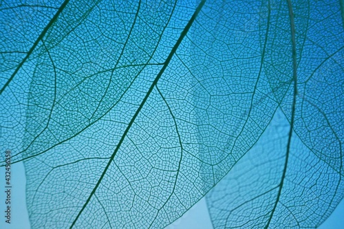 skeleton leaf. Skeletonized leaf on on a bright blue background.Beautiful plant background in blue tones.