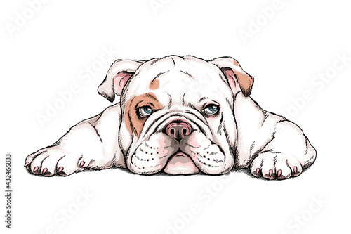 Cute english bulldog sketch. Vector illustration in hand-drawn style