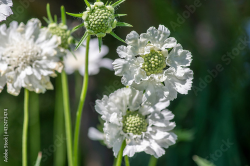 Scabiosa caucasica caucasian pincushion flowers in bloom, scabiosus flowering ornamental plant