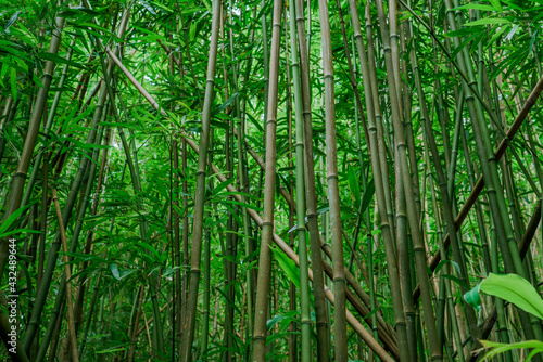 Bamboo forest, Moleka Trail, Tantalus, Honolulu, Oahu, Hawaii. Bamboo shoots