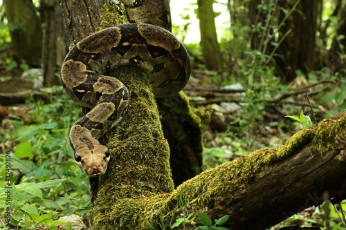 The boa constrictor (Boa constrictor), also called the red-tailed boa or the common boa, on the old branche.