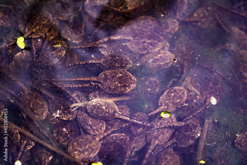 Group of frog tadpoles in a murky vernal pool in St. Thomas, Ontario, Canada.