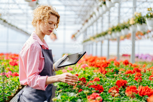 Charming female worker working with digital tablet supervising the growing of geranium flowers plants in pots at greenhouse of plants production.