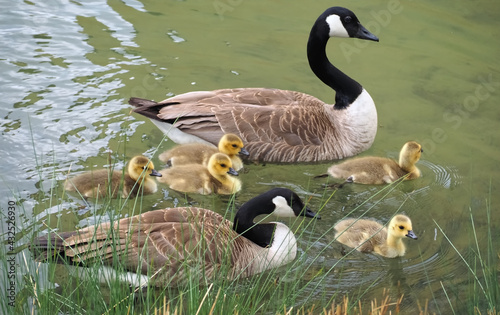 Cute canadian geese, family with newborn baby goslings swimming in the water