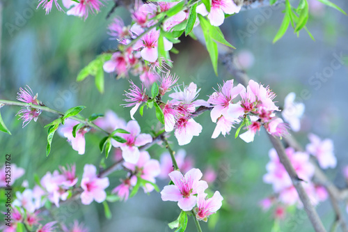 pring cherry blossoms, pink and white flowers.