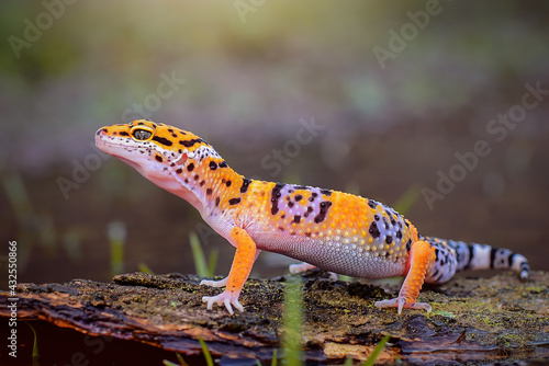 Leopard Gecko on Branch