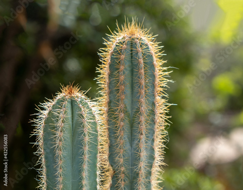 San Pedro cactus, trichocereus, echinopsis pachanoi with spines background.