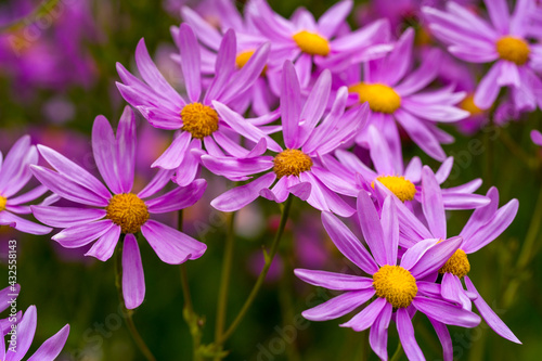 elegia intermedia flower