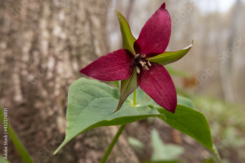 Selective focus shot of a red trillium with green leaves in a park