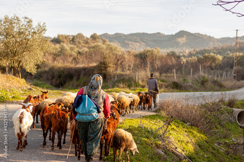 Two villagers are bringing the herd back from grazing at the end of the day. A rural area in western Anatolian region of Turkey near Manisa province. Villagers wearing traditional clothes