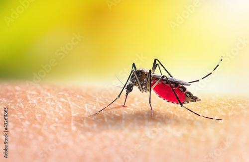 Aedes mosquitoe is sucking blood on human skin