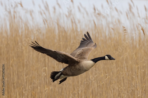 Canada Goose in Flight