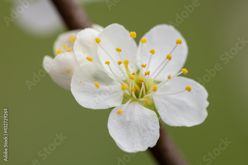 Macro shot of blackthorn (prunus spinosa) blossom