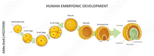 Human embryonic development, or human embryogenesis from zygote to gastrula. Zygote, 2-cell, morula, blastula, gastrula.