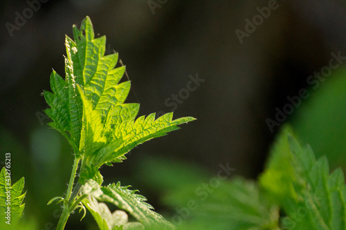 green nettles against the background of other green nettles