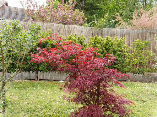 Acer palmatum dissectum | Garnet Japanese Maple 'Garnet' tree with a pendulous, spreading growth and a dissected deep red foliage adding spark of colors in a small garden 