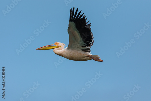Pelecanus onocrotalus - Pelican comun - Great white pelican