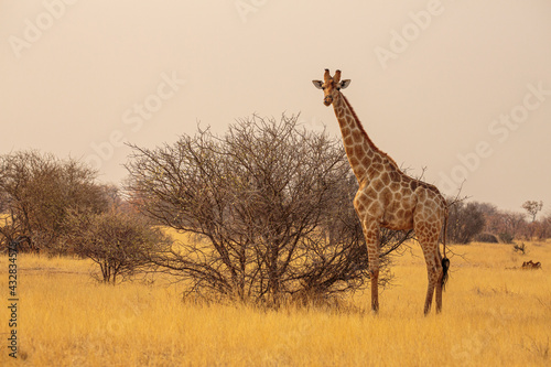 giraffe (giraffa camelopardalis) in the savannah in the dry season in Etosha national park, Namibia