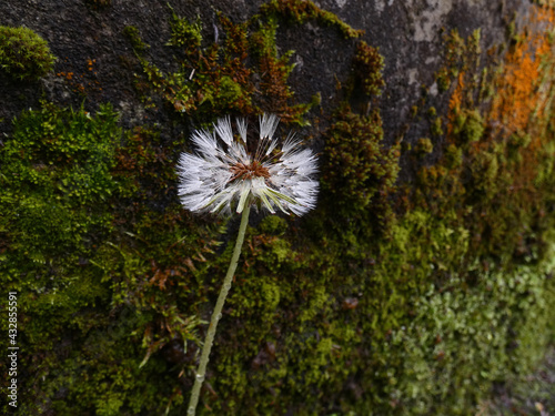 flor que se sopla ante una pared de musgo