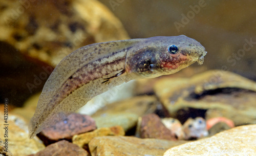 Tadpole of a pool frog (Pelophylax lessonae) // Kaulquappe vom "Kleinen Wasserfrosch" (Pelophylax lessonae)