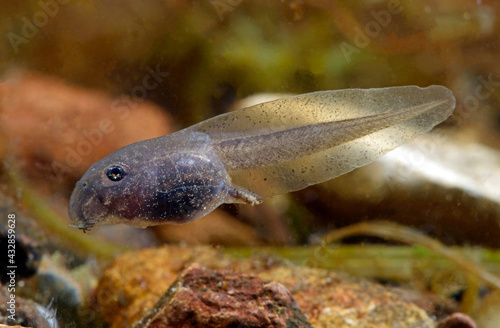 14 Tage alte Kaulquappe der Geburtshelferkröte (Alytes obstetricans) // 14-day-old tadpole of the midwife toad (Alytes obstetricans)