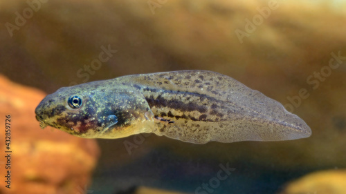 Kaulquappe vom "Kleinen Wasserfrosch" (Pelophylax lessonae) // Tadpole of a pool frog (Pelophylax lessonae) 