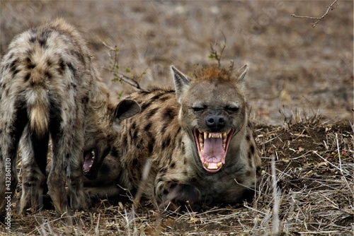 Laughing hyena in Kruger National Park