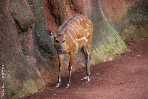 Female sitatunga (Tragelaphus spekii), also known as a marshbuck