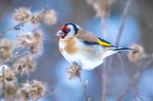 European goldfinch bird, Carduelis carduelis, perched eating seeds in snow during Winter season