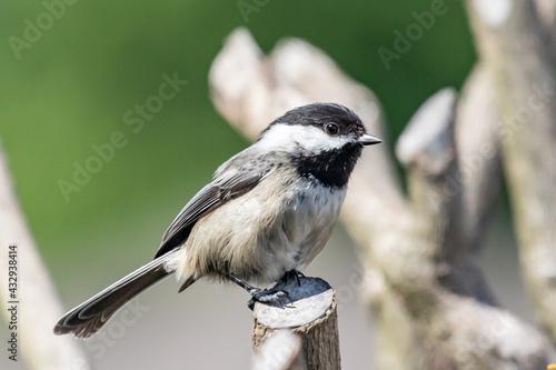 Alert Black-Capped Chickadee Perched on a Branch