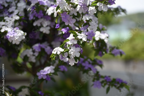 Yesterday-Today-and -Tomorrow flowers. Solanaceae evergreen shrub.