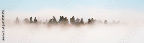 Gauja river valley and pine forest in a clouds of mysterious morning fog at sunrise, fir trees close-up. Sigulda, Latvia. Breathtaking panoramic aerial view. Pure nature, environment, eco tourism