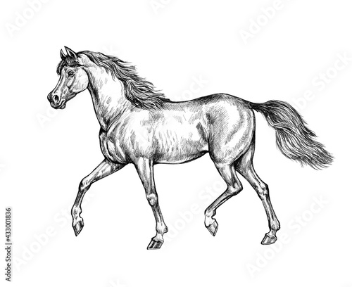 Beautiful arabian horse. Pencil portrait of a horse. Equine drawing.