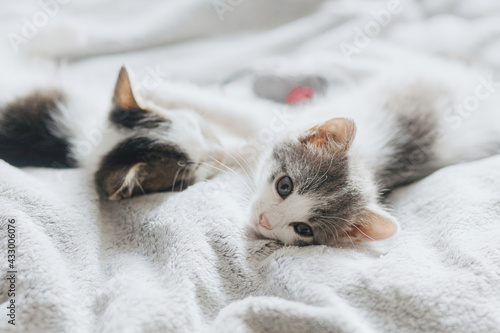 Cute little kittens relaxing on soft bed.Adorable two kitties lying and sleeping on blanket with toy