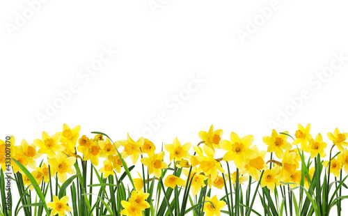 Many beautiful yellow daffodils on white background